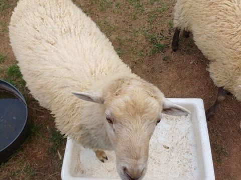 1 b&eacute;lier et une brebis vend&eacute;ens 30 85110 St philbert du pont charrault