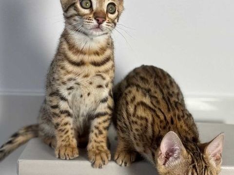 Magnifique Chaton Bengal Brown &agrave; rosettes pur race LOOF 1800 59570 Bettrechies