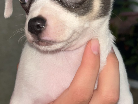 Chiot chihuahua 700 02100 Saint-quentin