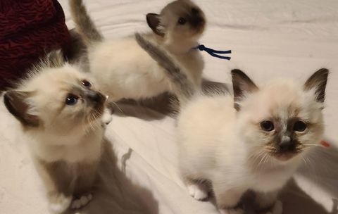 Adorables chatons Sacr&eacute;s de Birmanie seal point 1000 30580 Seynes