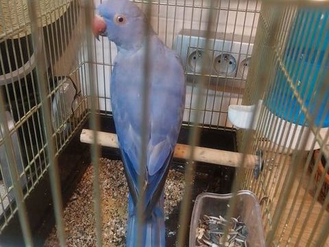 vend magnifique femelle perruches à collier 250 13320 Bouc-bel-air