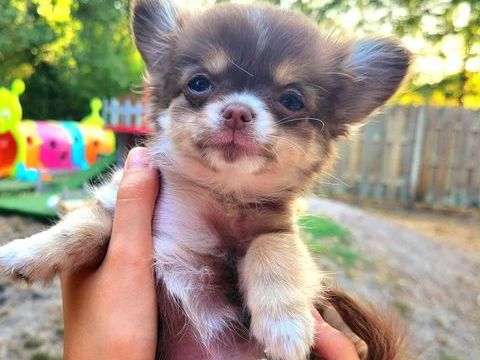 superbes chiots chihuahuas miniatures et tea cup 1250 33000 Bordeaux