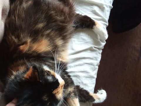 Recherche Saillie pour mon chat 0 68000 Colmar