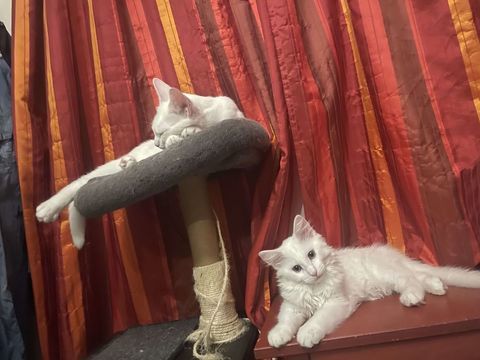 ATHENA ET RAGNAR 370 92400 Courbevoie