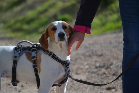 Toba, 9 mois, petite chienne parfaite 220 24140 Douville