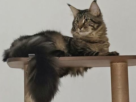 Male maine coon loof 700 51100 Reims