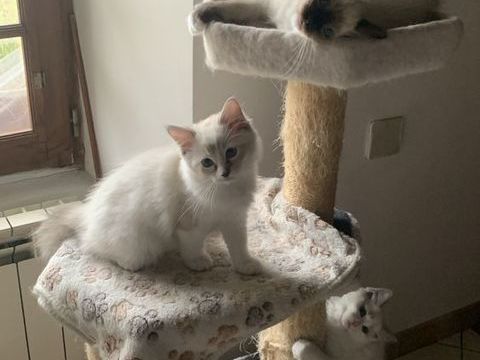 Adoption chatons Ragdoll LOOF 1350 77260 La ferté-sous-jouarre