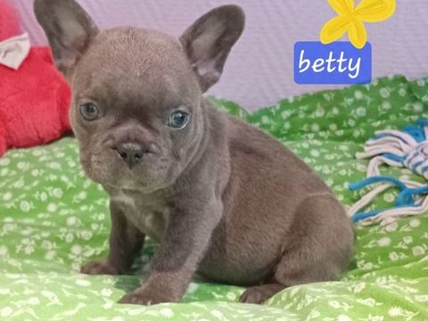 Chiot bouledogue fran&ccedil;ais exotique 1 18370 Beddes