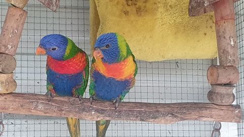 Loriquet de Swainson 240 40700 Hagetmau