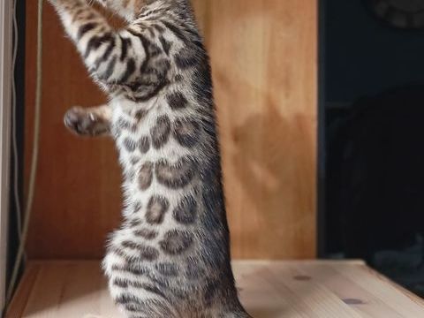 Chatons Bengal loof 1400 31700 Cornebarrieu