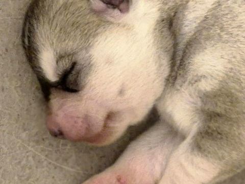 Très jolie petite femelle husky LOF 600 33000 Bordeaux