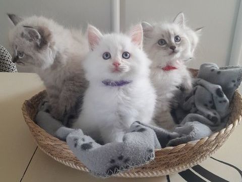 Chaton sib&eacute;rien  1400 27370 Saint-pierre-des-fleurs