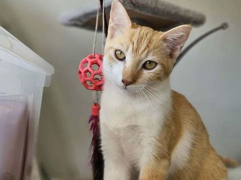 🐾 Bennington, femelle X europ&eacute;en n&eacute;e le 05/09/2025 🐱 200 94000 Cr�teil