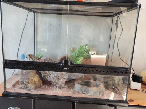 Vent gecko l&eacute;opard femelle mutation tangerine avec mat&eacute;riel 120 49610 M�rs-erign�