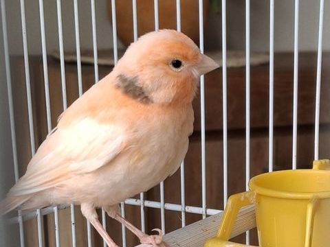 Canari m&acirc;le 20 35360 M�dr�ac