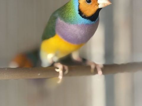 2 Diamants goulds m&acirc;le 50 93200 Saint-denis