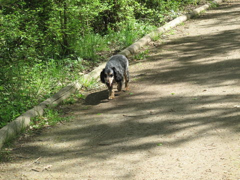 Donne chien cocker anglais 0 31190 Auterive