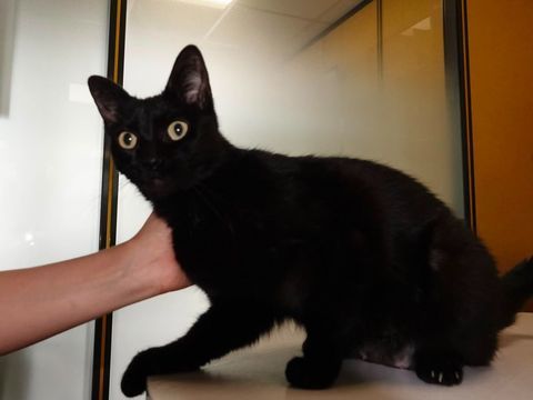 BERYLE SE TROUVE EN FAMILLE D'ACCUEIL DANS LE 94  0 94400 Vitry-sur-seine