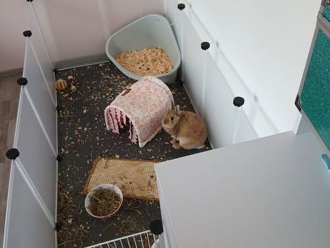 Lapin nai? 0 57000 Metz
