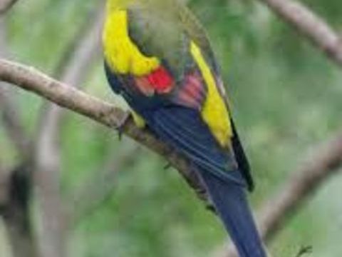 perruche mélanure 0 16270 Roumazires-loubert