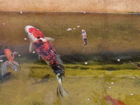 Poisson de bassin de différentes tailles et couleurs 5 59290 Wasquehal