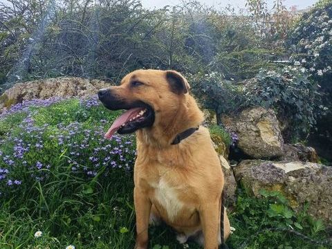 Paco mâle 2ans croisé malinois 250 17360 Saint-martin-de-coux