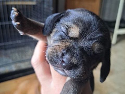 Chiots basset hound x beagle 0 31230 Puymaurin