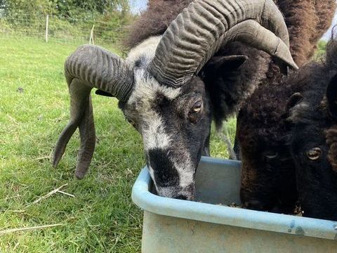 Belier Jacob/ Cameroun 100 56690 Landvant