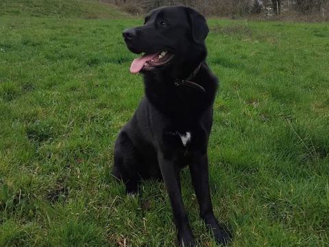 VASCO &agrave; l'adoption 200 26100 Romans-sur-is�re