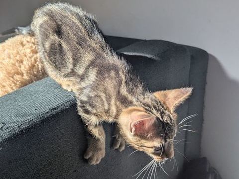 Beau chat tigr&eacute; 0 83170 Brignoles
