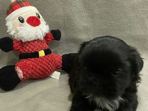 Chiot Shih tzu LOF à réserver  1500 76430 La remue