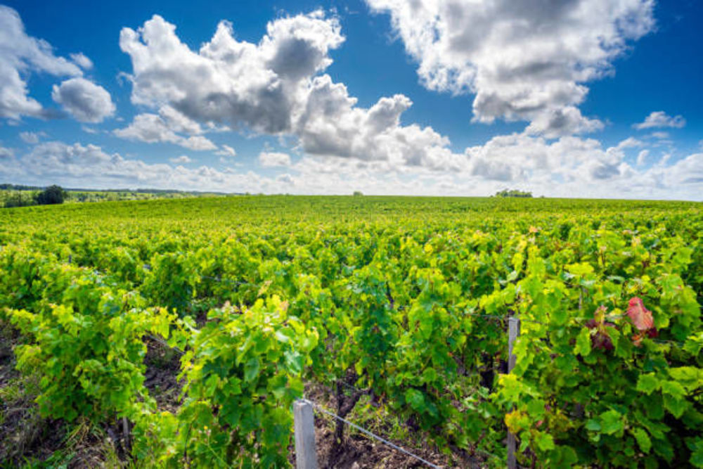 � vendre  Propri�t�/ch�teau Blaye (33390)