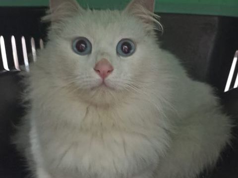 LILI 230 27620 Gasny