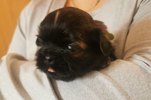 Shihtzu 750 16220 Vouthon