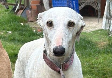 LIMA🩷 douce galga en qu&ecirc;te de confiance 315 24140 Douville