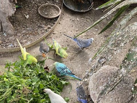 Perruches  ondulés 8 44130 Notre-dame-des-landes