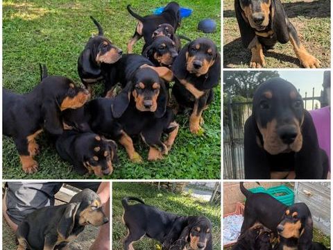 Chiots Bruno Saint Hubert 0 17510 Chives