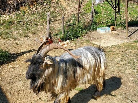 AV Bouc des pyr&eacute;n&eacute;es 120 64350 Lalongue