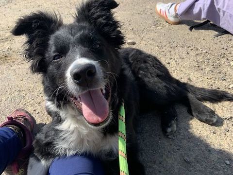 Border collie de 8 mois 500 21340 Nolay