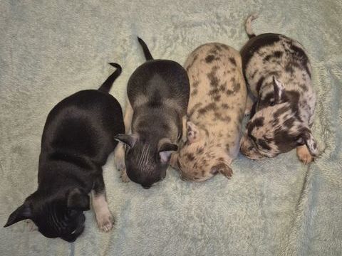 chiots chihuahua 0 17460 Varzay