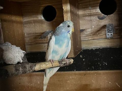 Perruches ondul&eacute;es 10 67310 Wasselonne