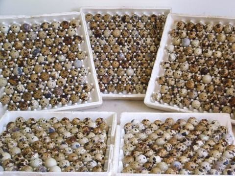 Oeufs de cailles f&eacute;cond&eacute;s tr&egrave;s grosse souche 4 67330 Bouxwiller