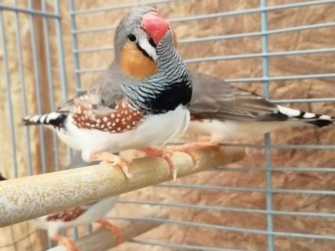 Couple Mandarins 10 79800 Pamproux