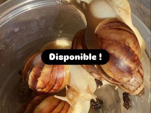Bb escargots géant D'Afrique ? 5 83200 Toulon