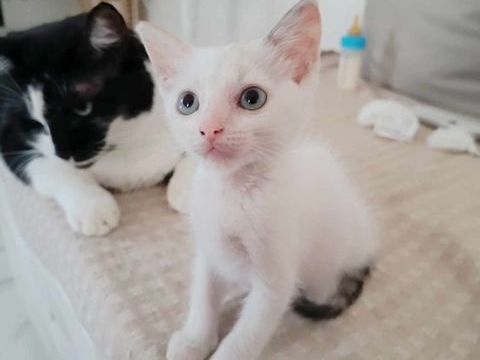 Lily Rose, la plus mignonne 250 35000 Rennes