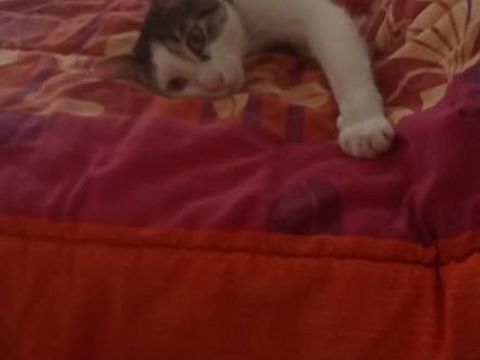 Chat FLOKI &agrave; l adoption 200 26200 Mont�limar