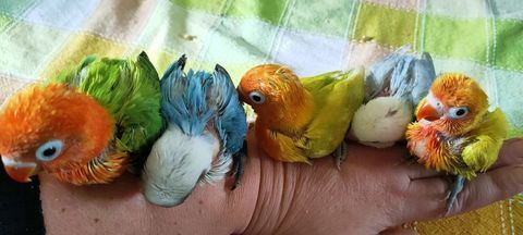 inséparable eam 90 59112 Annullin