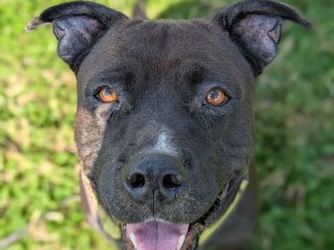 Paty, douce créole en Normandie 150 51200 pernay