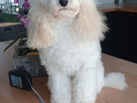 Femelles caniche toy et petite naine adulte st&eacute;rilis&eacute;e 1200 86430 Luchapt