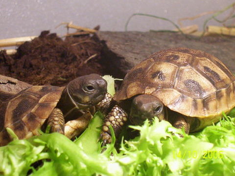 2 Tortues de terre de 2025 120 24470 Saint-pardoux-la-rivi�re